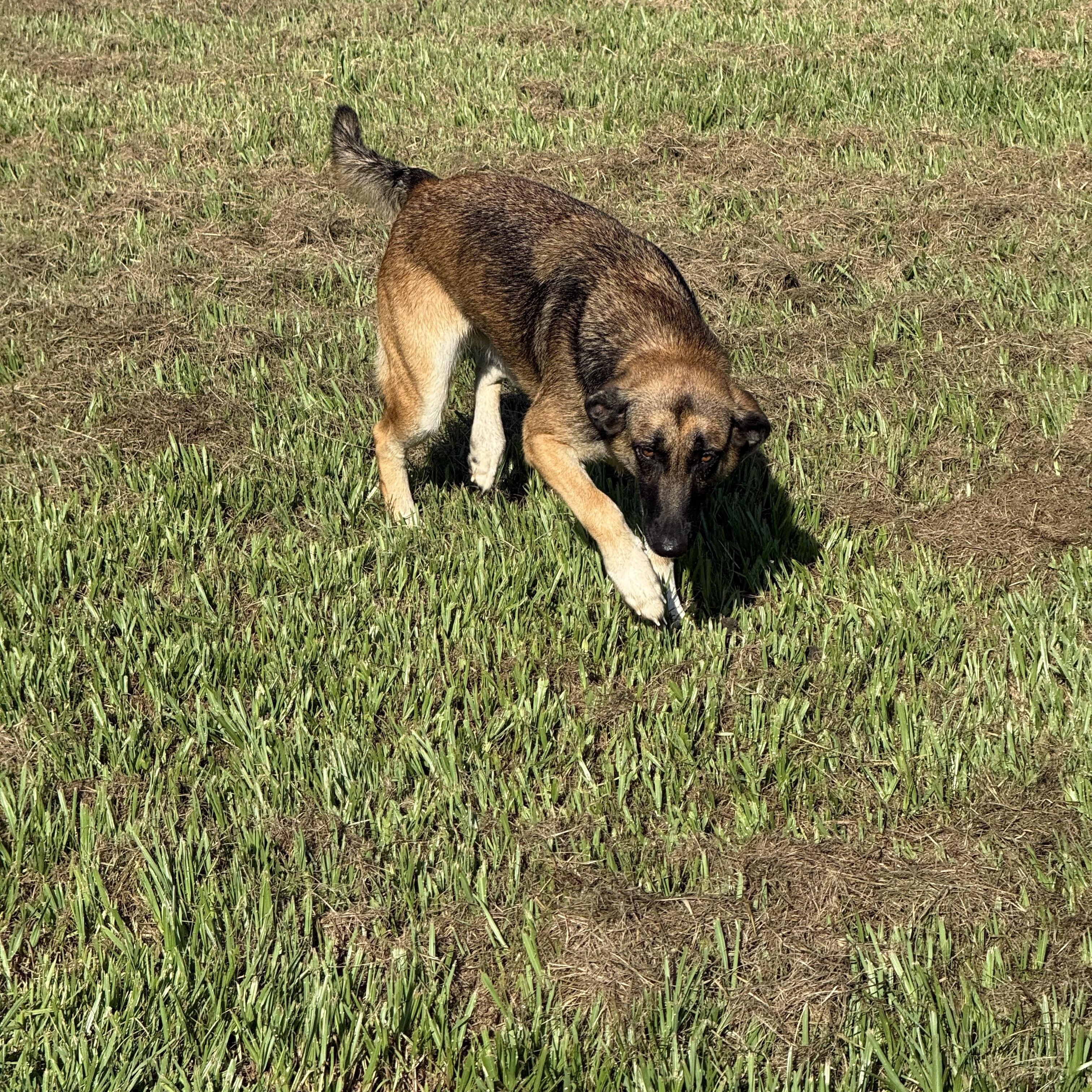 Enlarge Sable, a Adoptable mixed breed in Mount Hermon, LA image 6/6