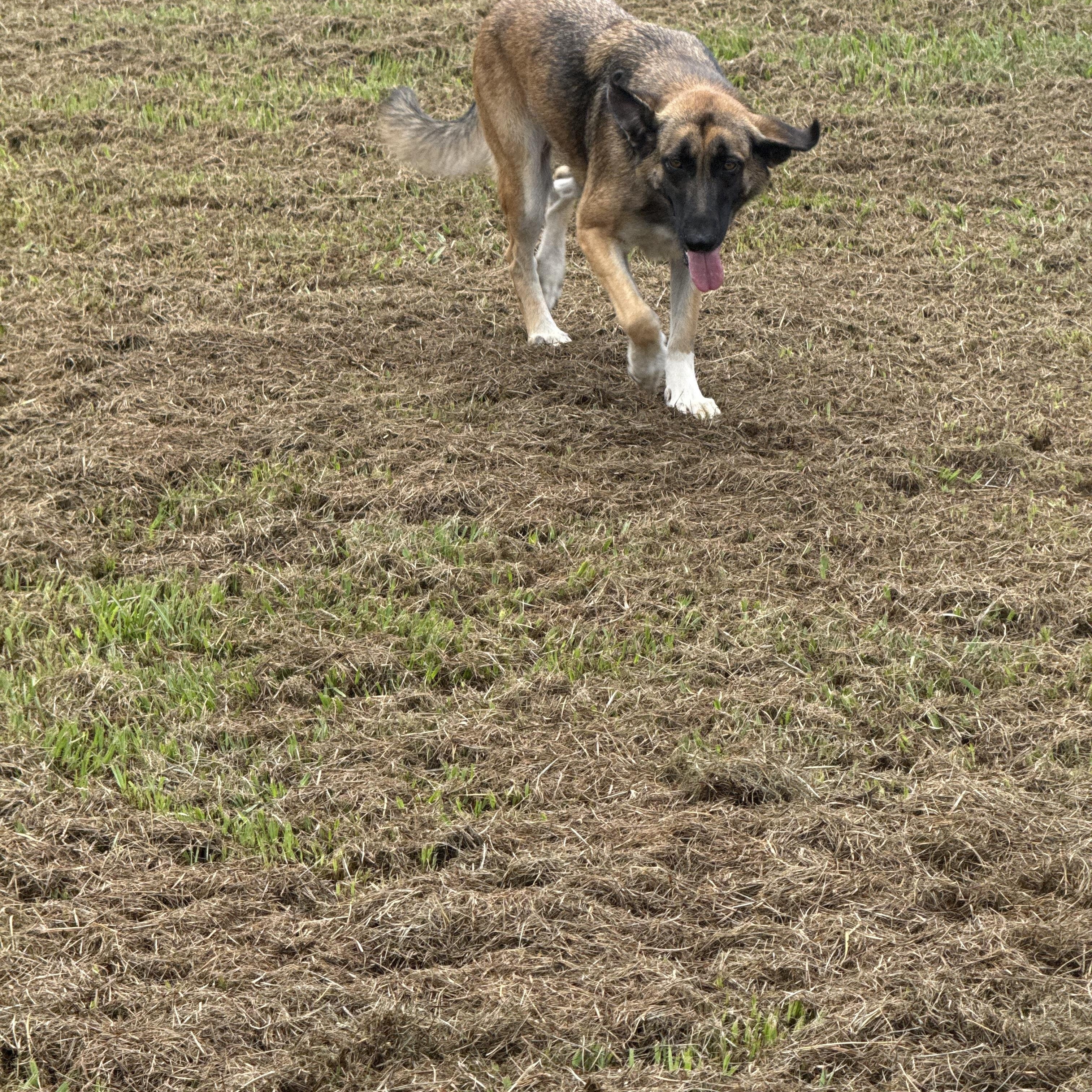 Enlarge Sable, a Adoptable mixed breed in Mount Hermon, LA image 5/6