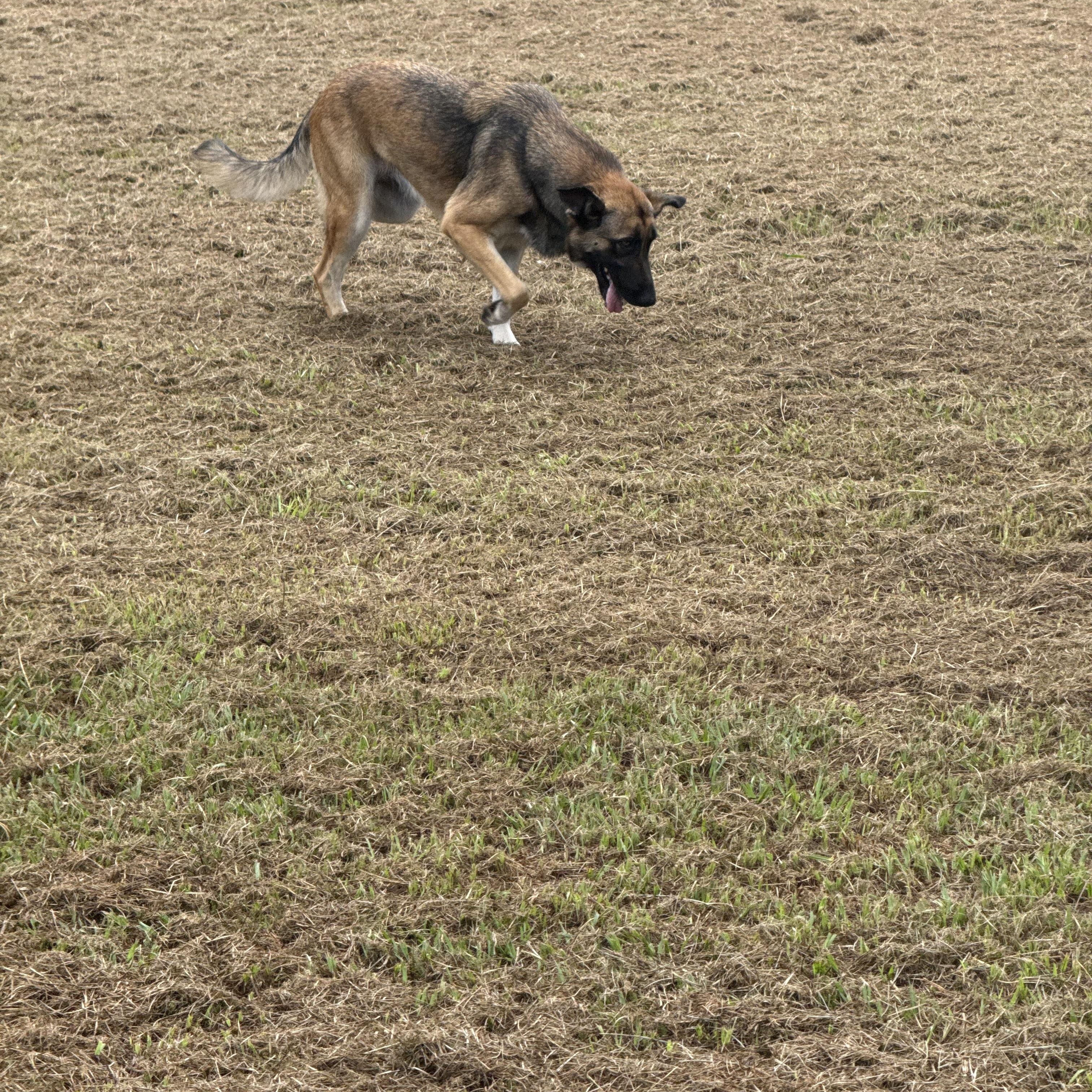 Enlarge Sable, a Adoptable mixed breed in Mount Hermon, LA image 3/6