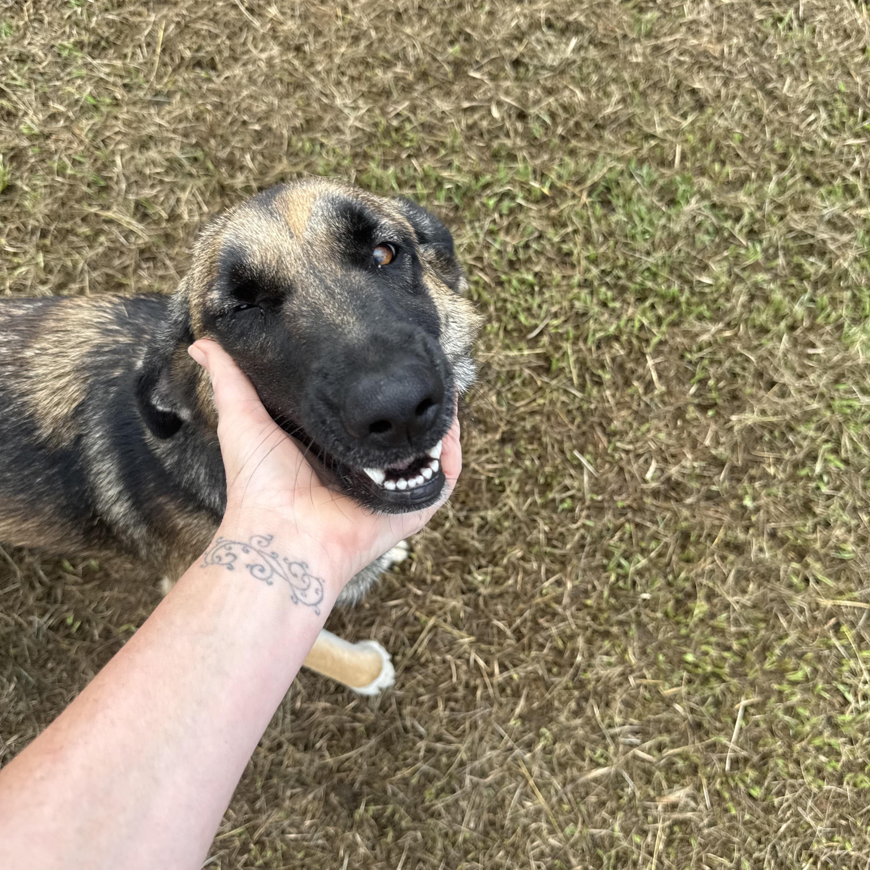 Enlarge Sable, a Adoptable mixed breed in Mount Hermon, LA image 2/6