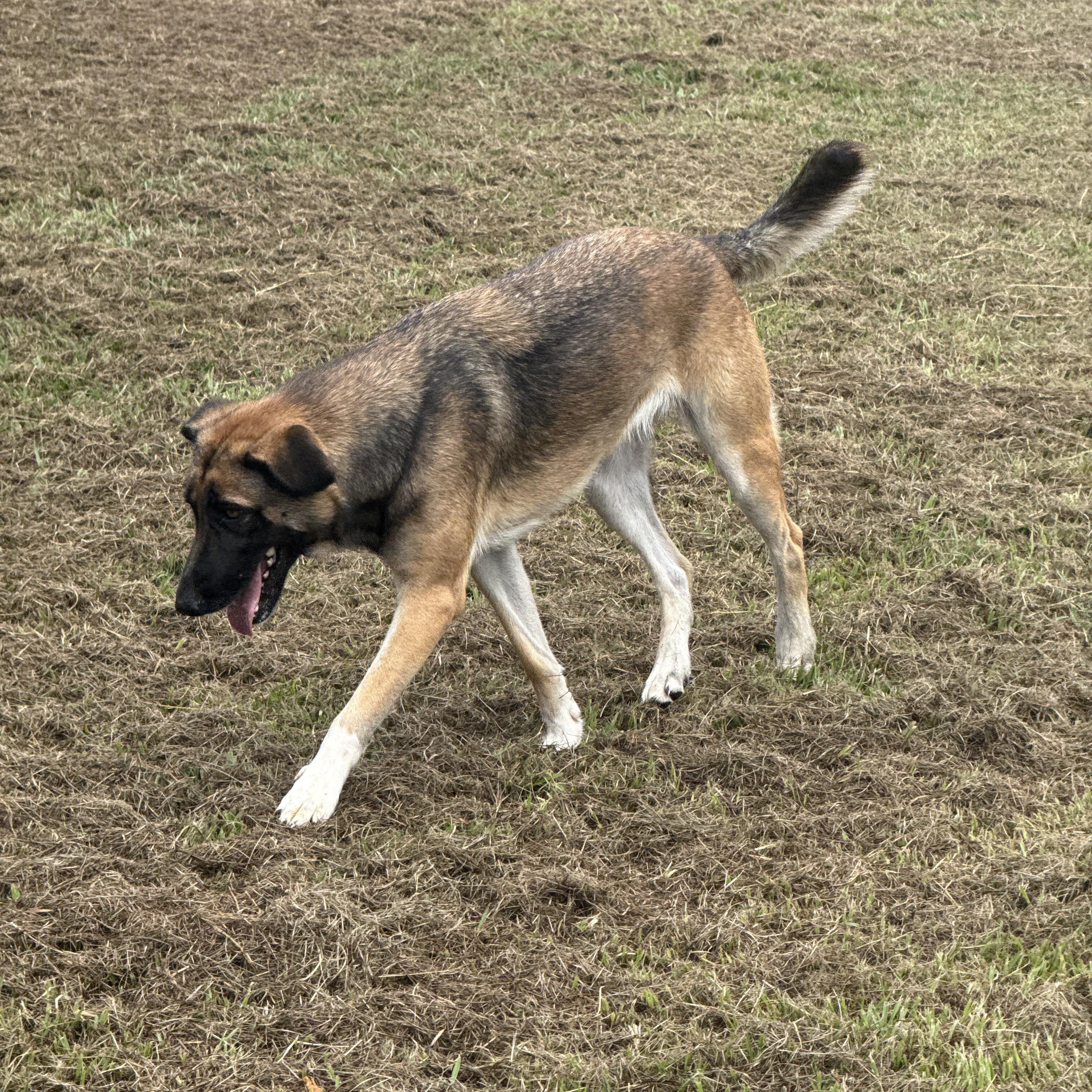 Sable, Adoptable, Young Female Belgian Shepherd / Malinois & German Shepherd Dog.
