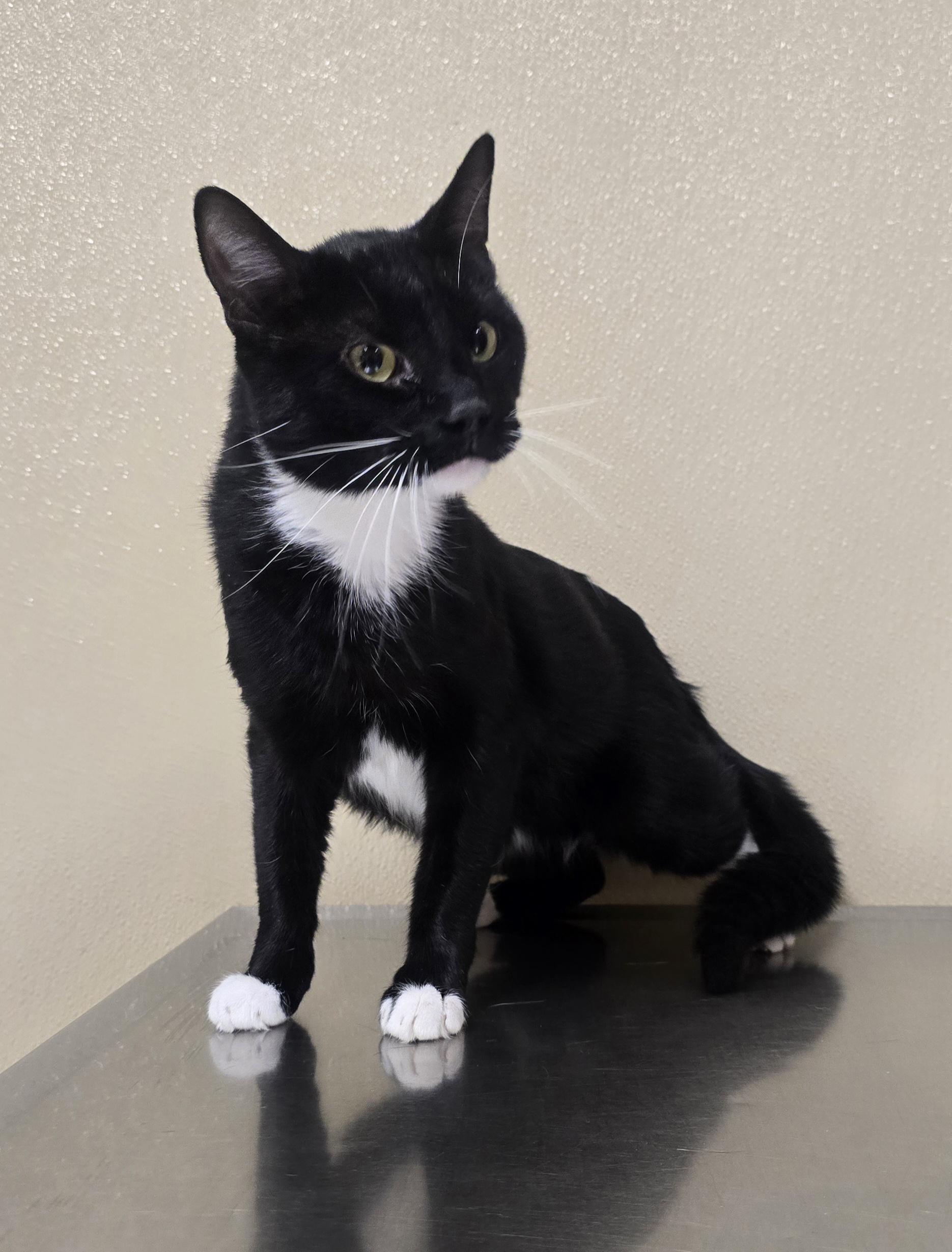 Jay, ADOPTABLE, Adult Male Domestic Short Hair & Tuxedo.