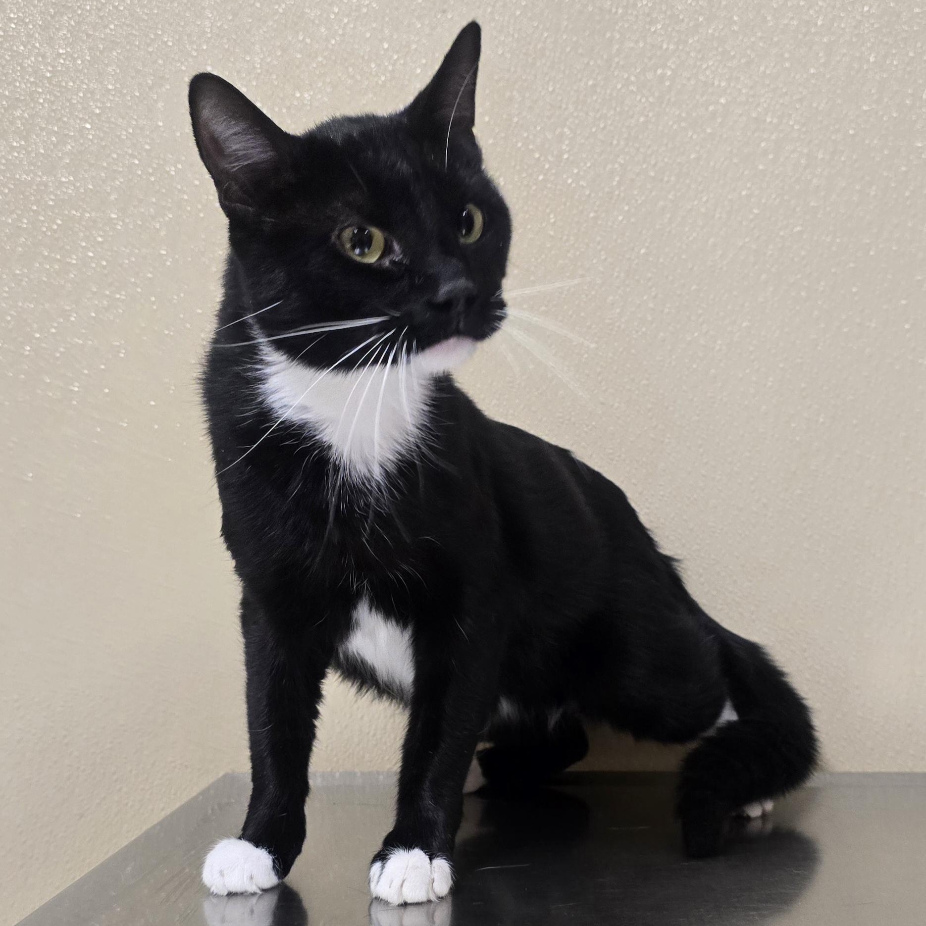 Enlarge Jay, a ADOPTABLE mixed breed in Brainerd, MN image 1/1