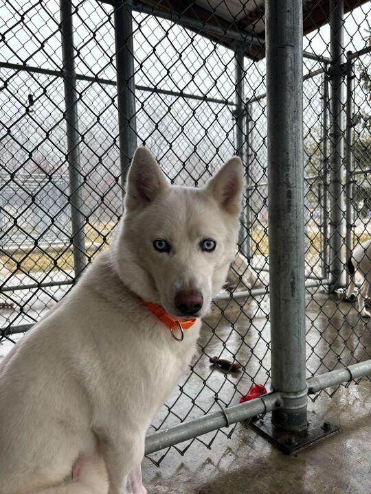 Ghost, adopted, Adult Female Husky.