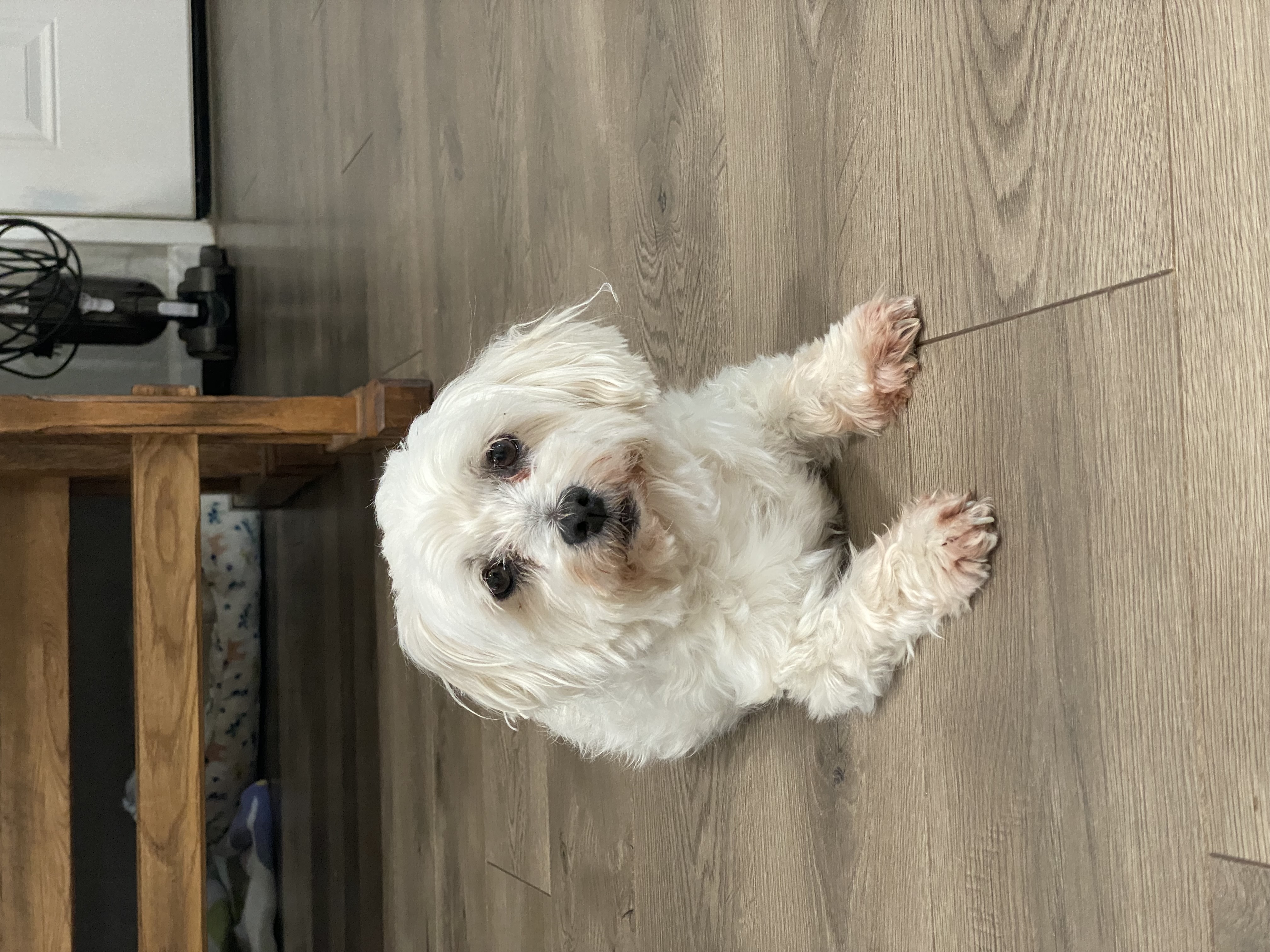 Penny, Adopted, Senior Female Maltese.