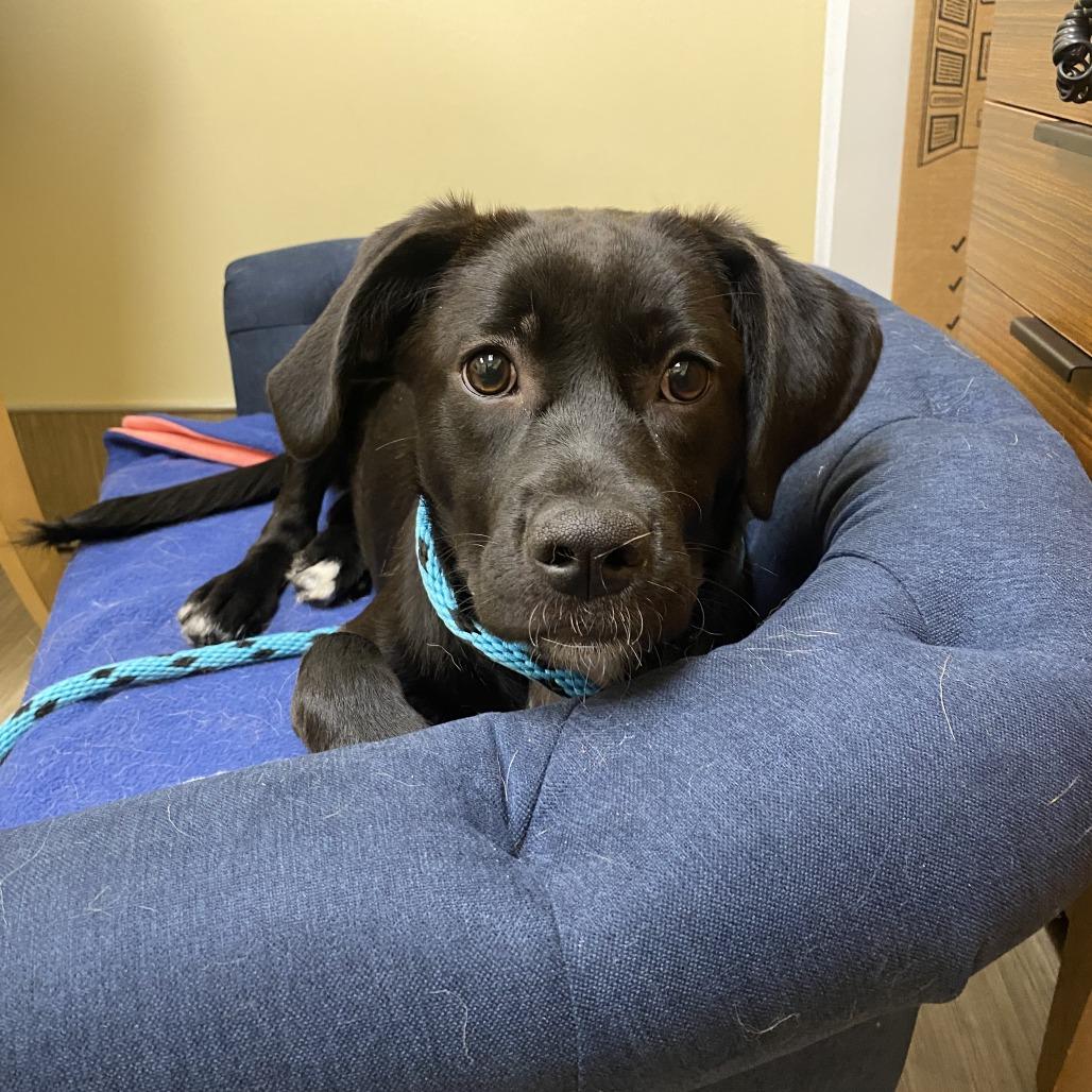 Aspen, Adoptable, Puppy Female Mixed Breed & None.