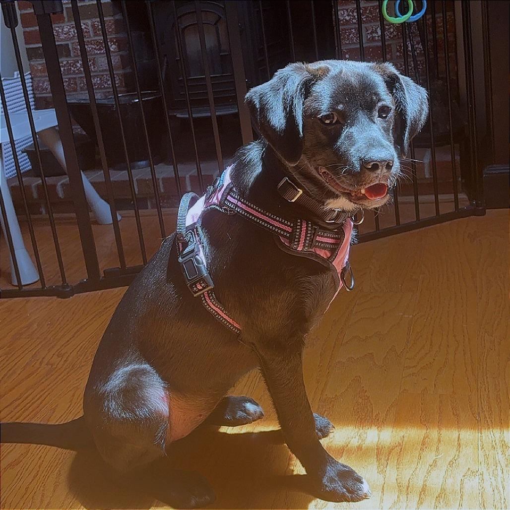 Aspen, a Adoptable Mixed Breed in Bedford, NH image 2/6