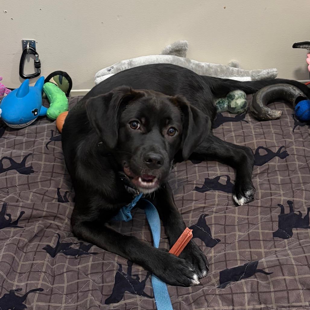 Aspen, a Adoptable Mixed Breed in Bedford, NH image 3/6