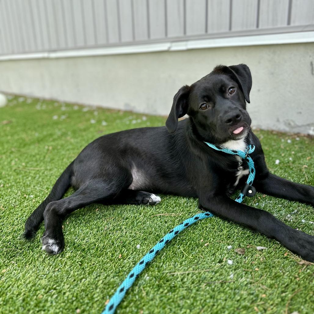 Aspen, a Adoptable Mixed Breed in Bedford, NH image 5/6