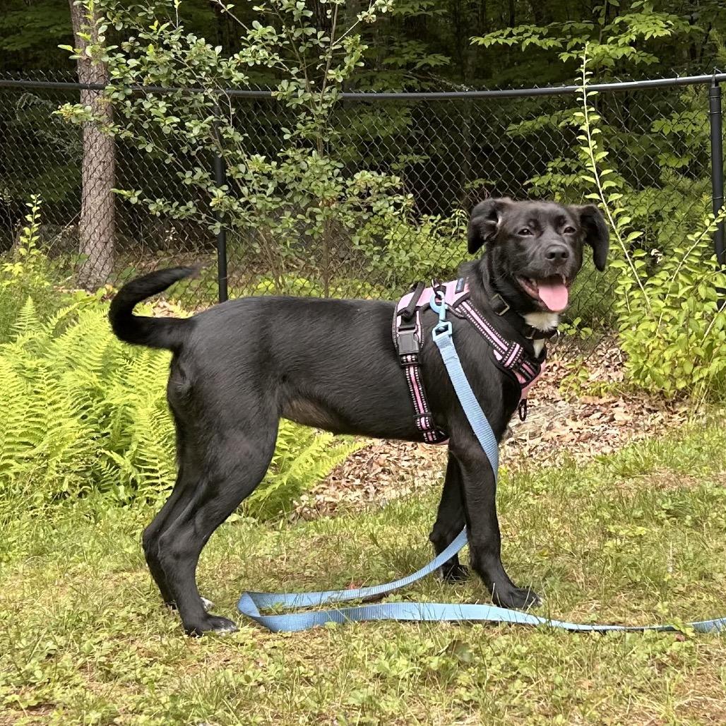 Aspen, a Adoptable Mixed Breed in Bedford, NH image 6/6