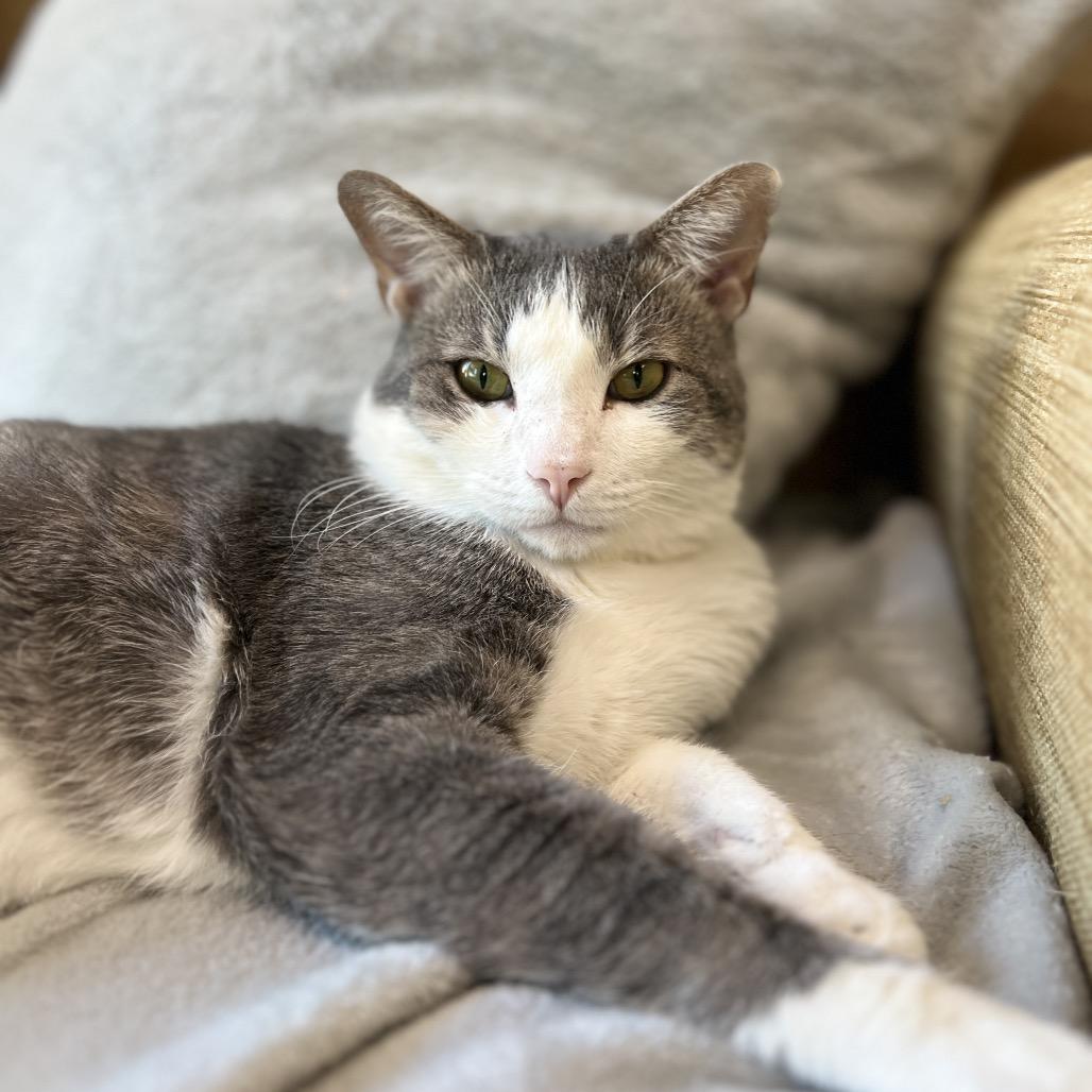 Enlarge Dumble, a Adoptable Domestic Short Hair in Las Vegas, NV image 1/3