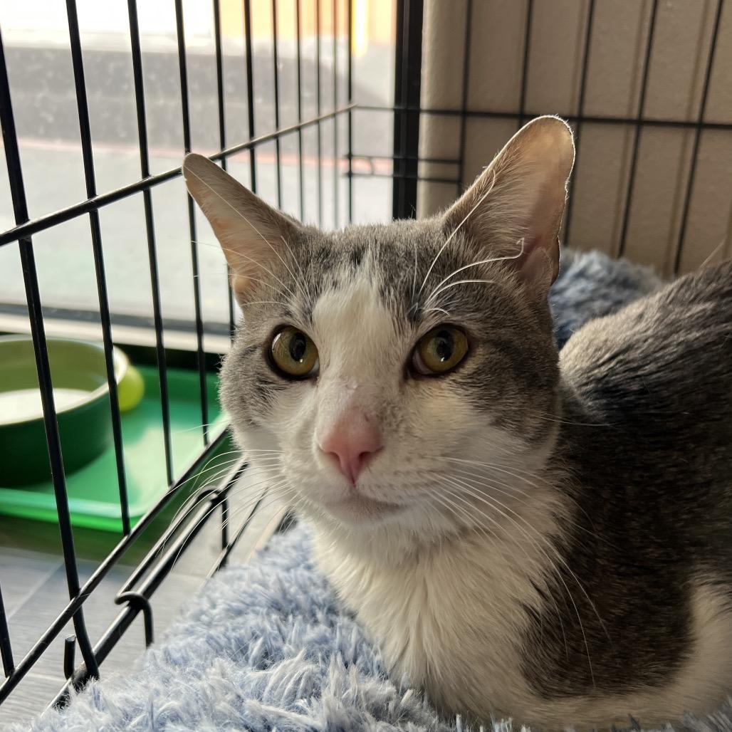 Dumble, Adoptable, Young Male Domestic Short Hair.