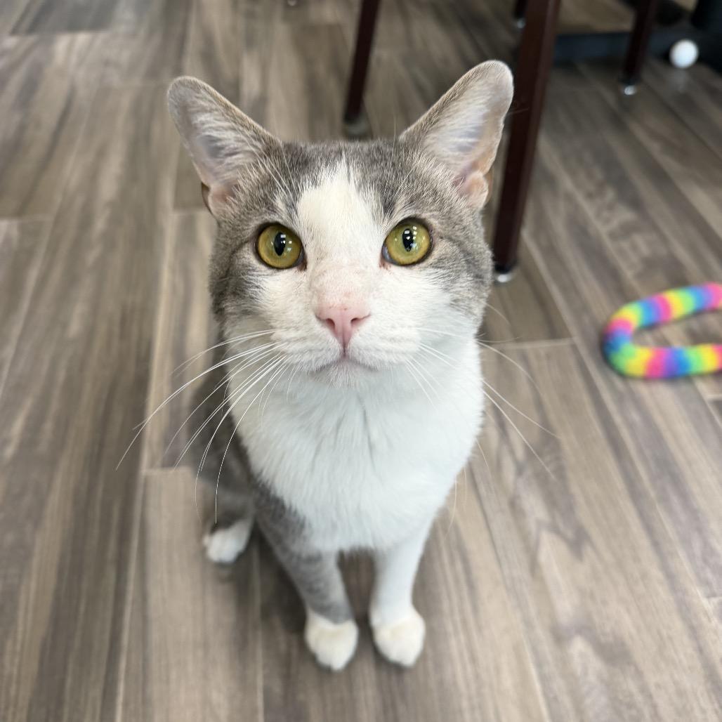 Enlarge Dumble, a Adoptable Domestic Short Hair in Las Vegas, NV image 3/3