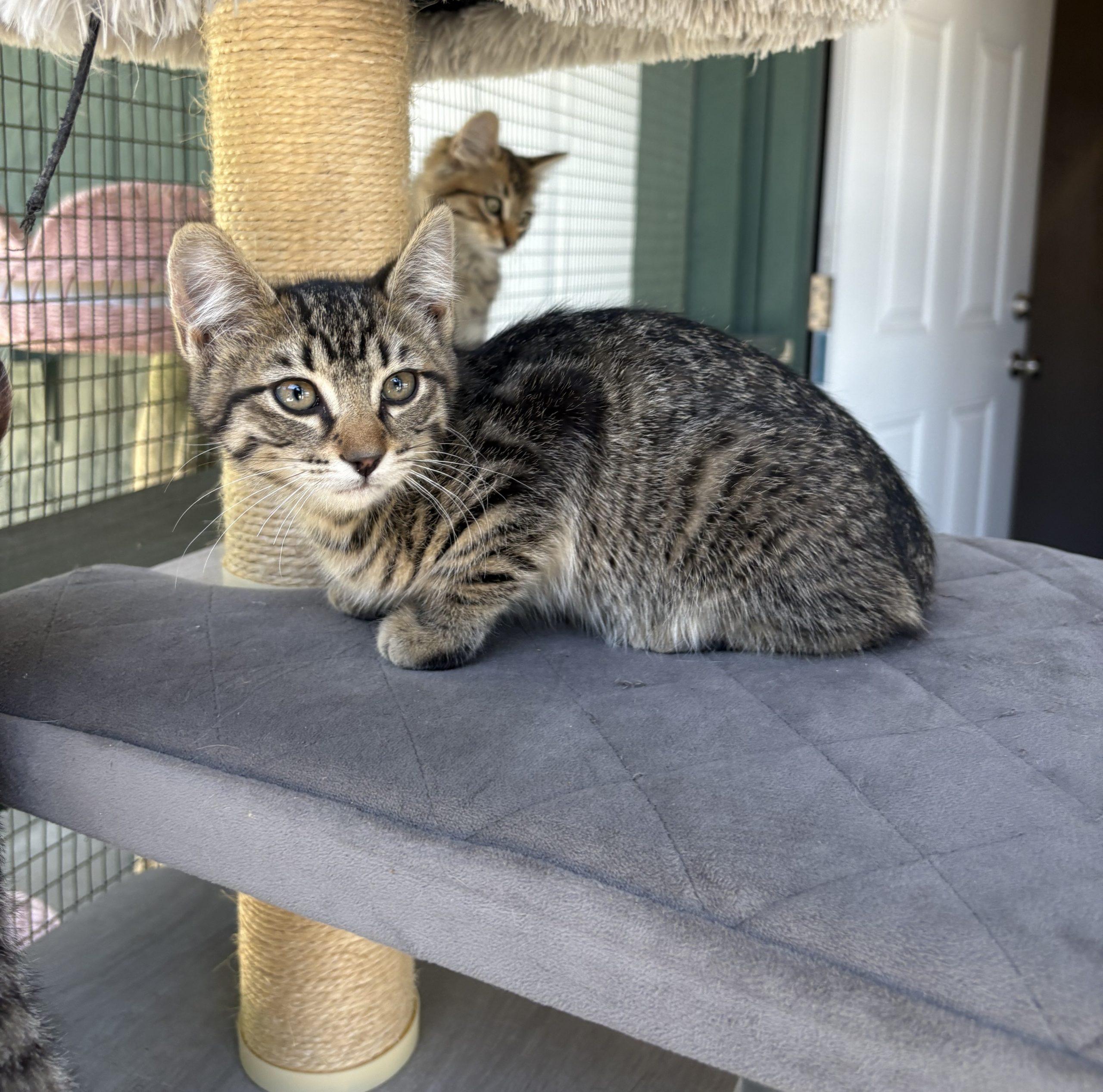Praline, Adoptable, Young Female Tabby.