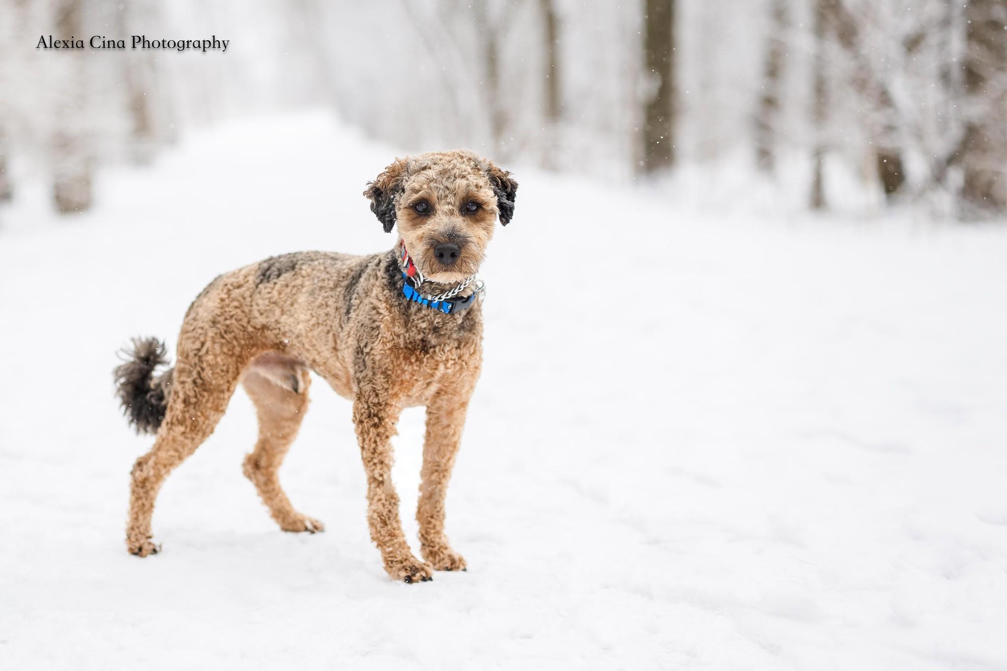 Marv, a ADOPTABLE Poodle in Drumbo, ON image 3/4