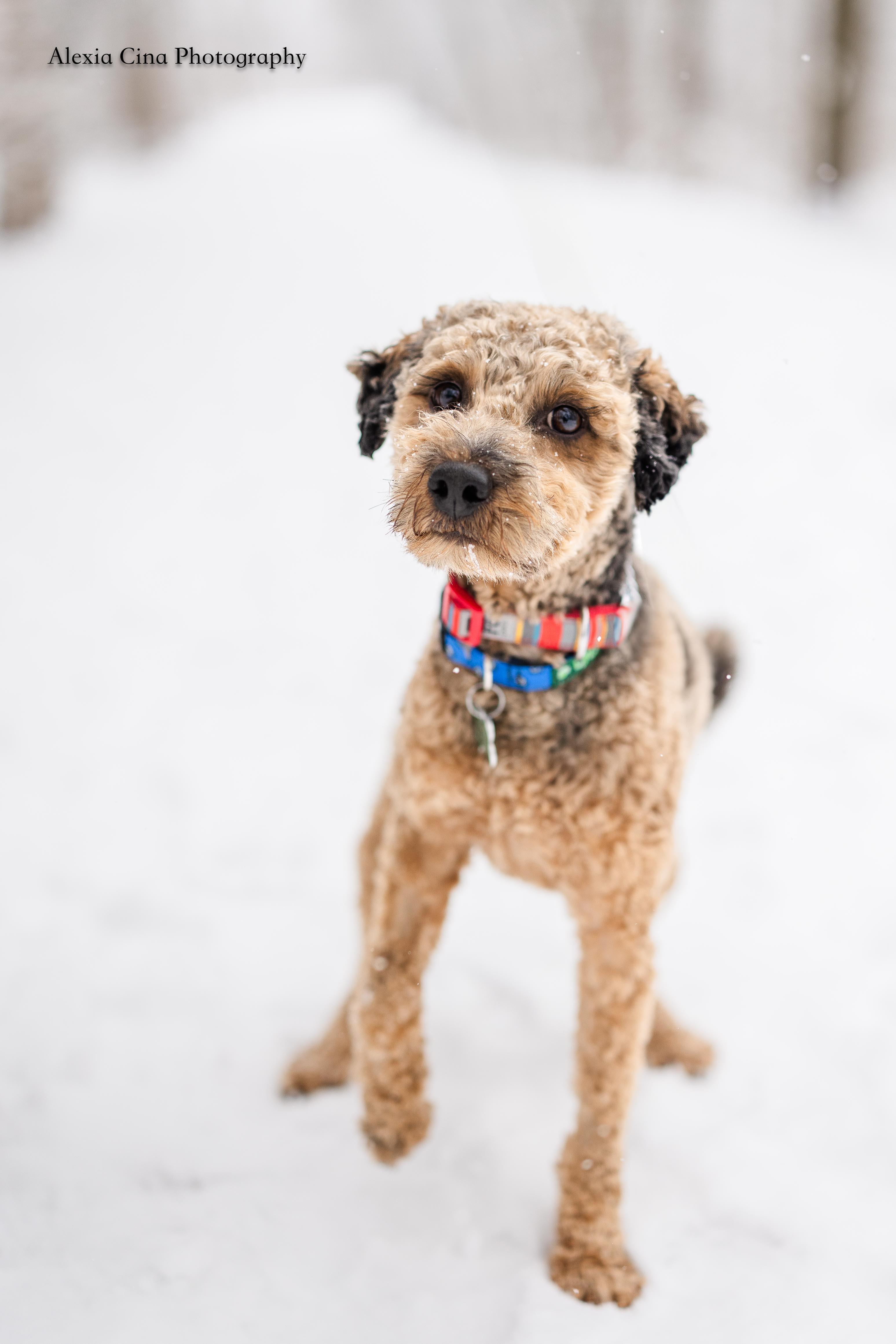 Marv, a ADOPTABLE Poodle in Drumbo, ON image 4/4