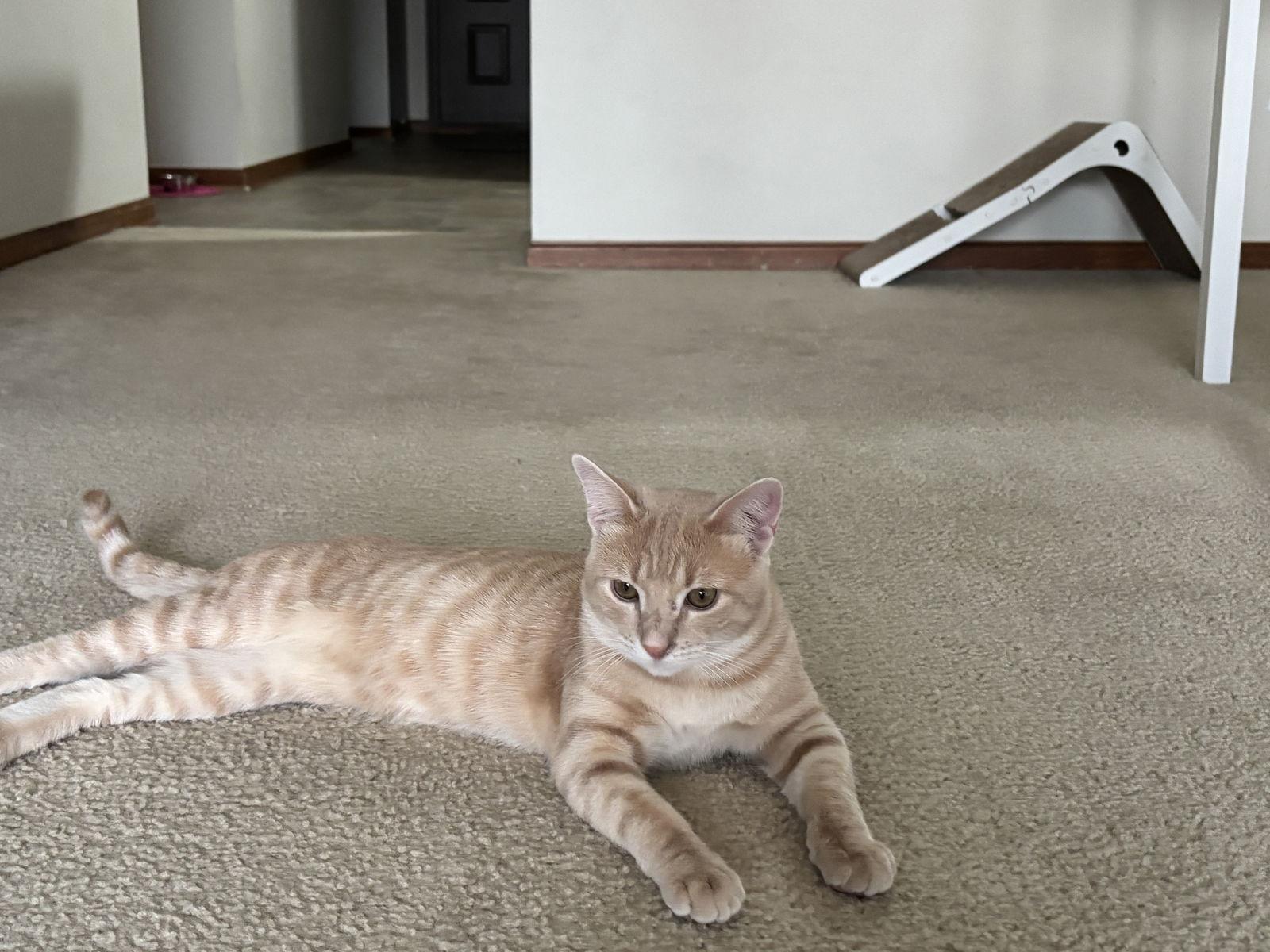 Leo, Adoptable, Young Male Domestic Short Hair.