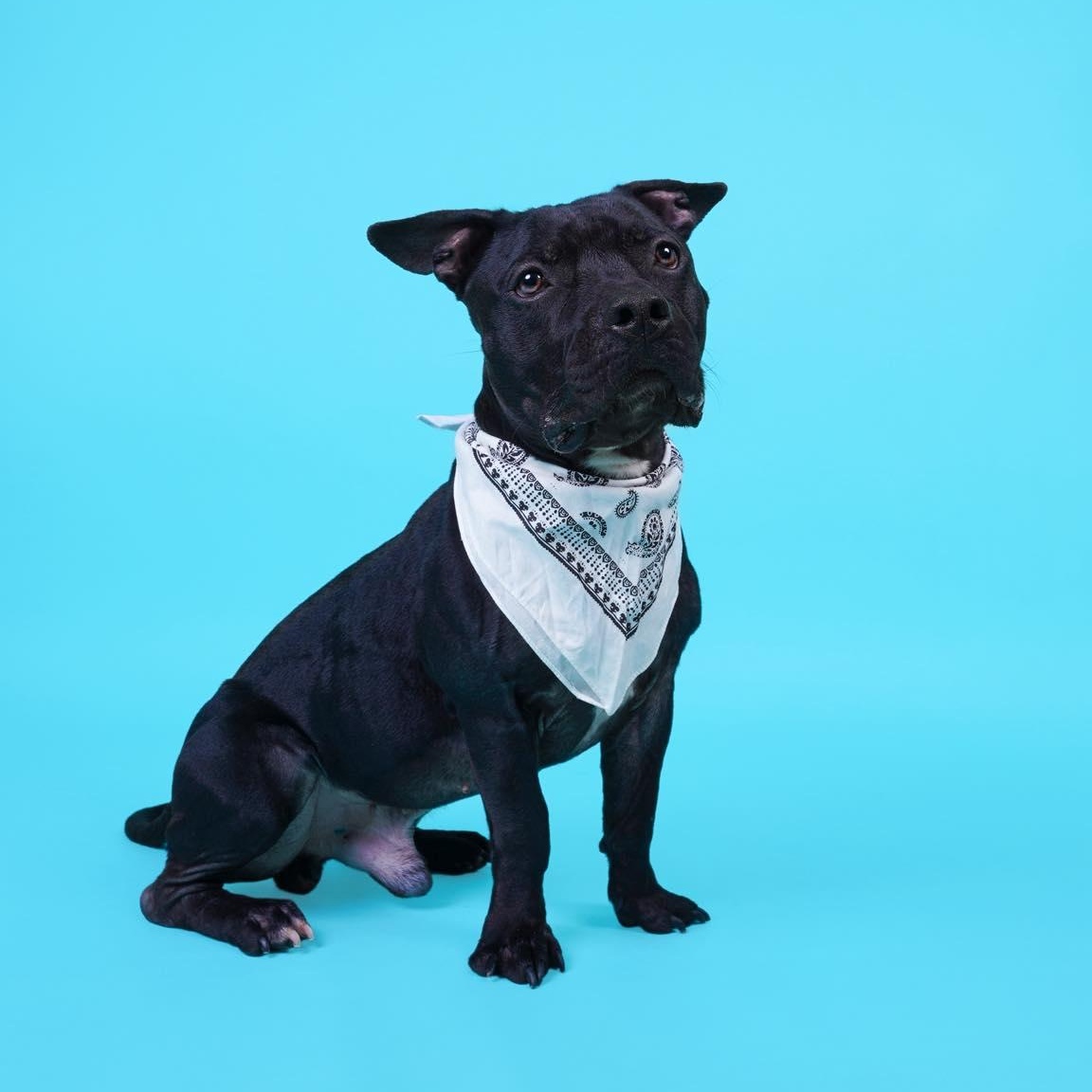 Dozer, a ADOPTABLE mixed breed in Carrollton, TX image 3/3
