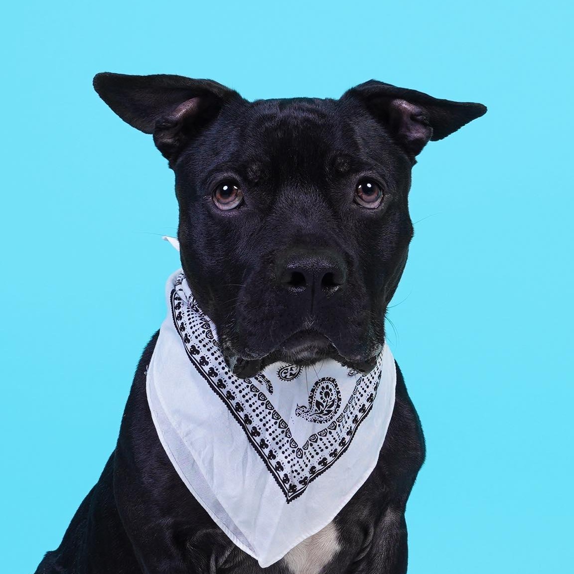 Dozer, ADOPTABLE, Adult Male American Staffordshire Terrier.