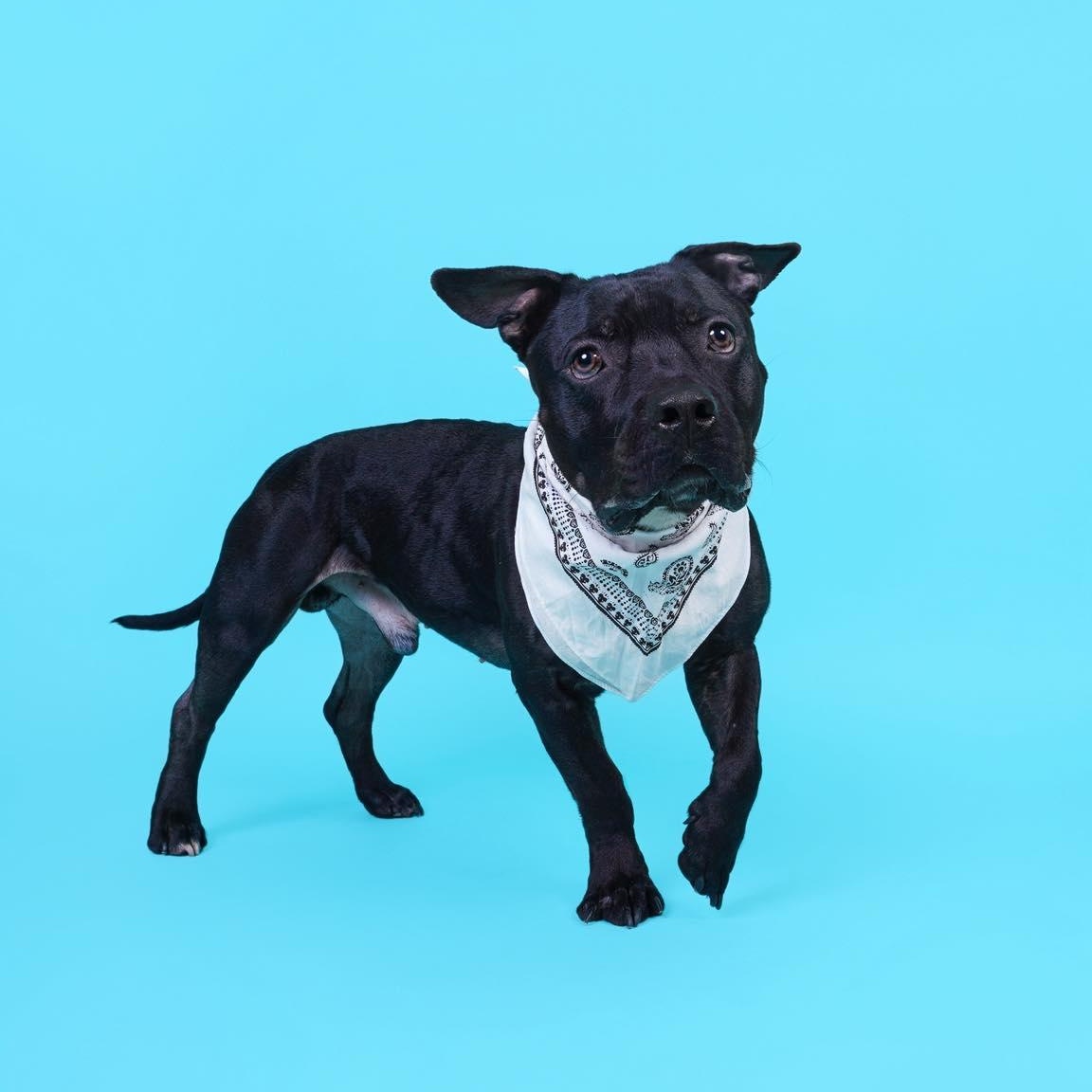 Dozer, a ADOPTABLE mixed breed in Carrollton, TX image 2/3