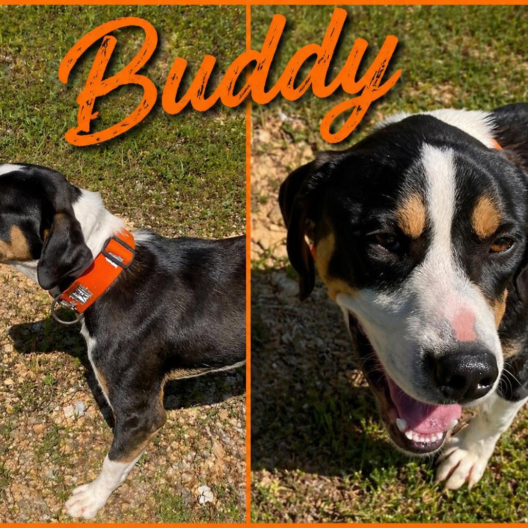 Enlarge Buddy 5, a Adoptable Coonhound in Hohenwald, TN image 3/4