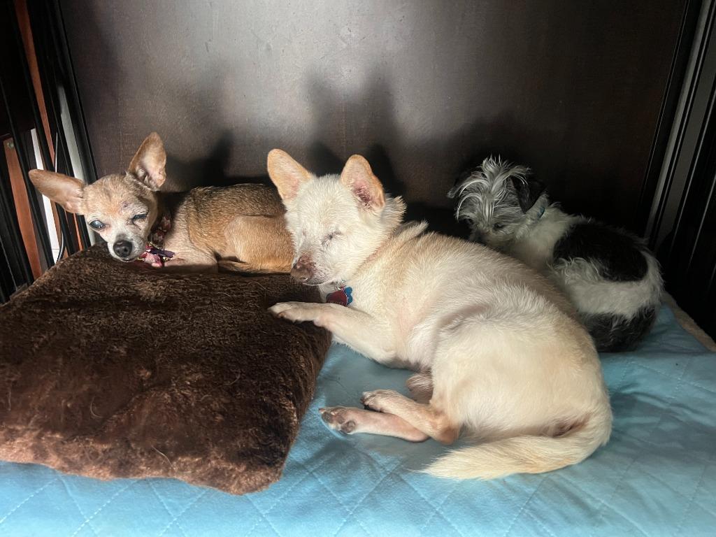 Bea (Jilly Bean), Adoptable, Senior Female Chihuahua.
