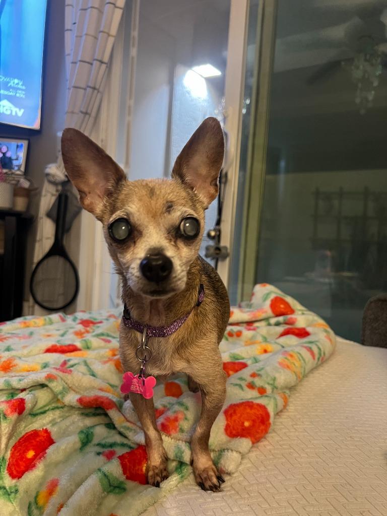 Enlarge Bea (Jilly Bean), a Adoptable Chihuahua in El Cajon, CA image 2/6