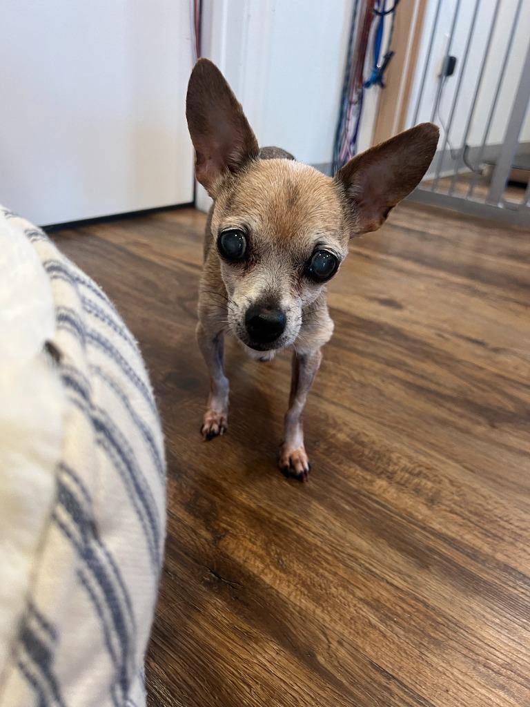 Enlarge Bea (Jilly Bean), a Adoptable Chihuahua in El Cajon, CA image 4/6