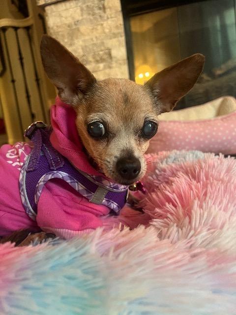 Enlarge Bea (Jilly Bean), a Adoptable Chihuahua in El Cajon, CA image 6/6