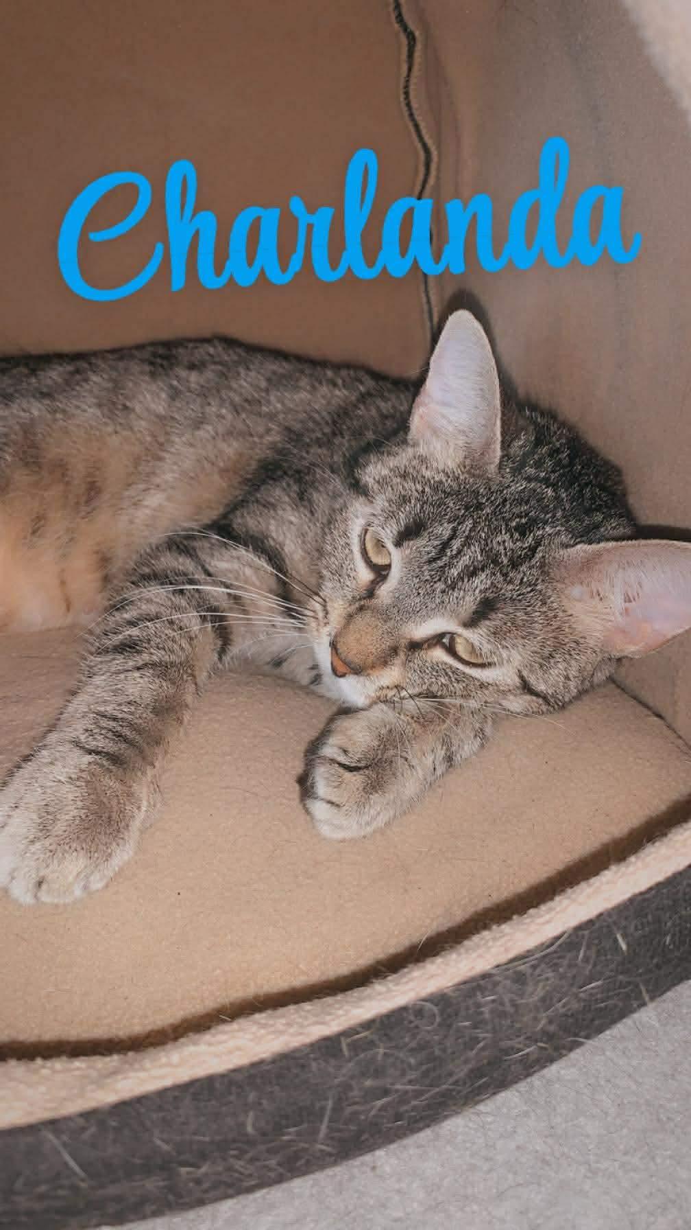 Charlanda, Adoptable, Young Female Domestic Short Hair.