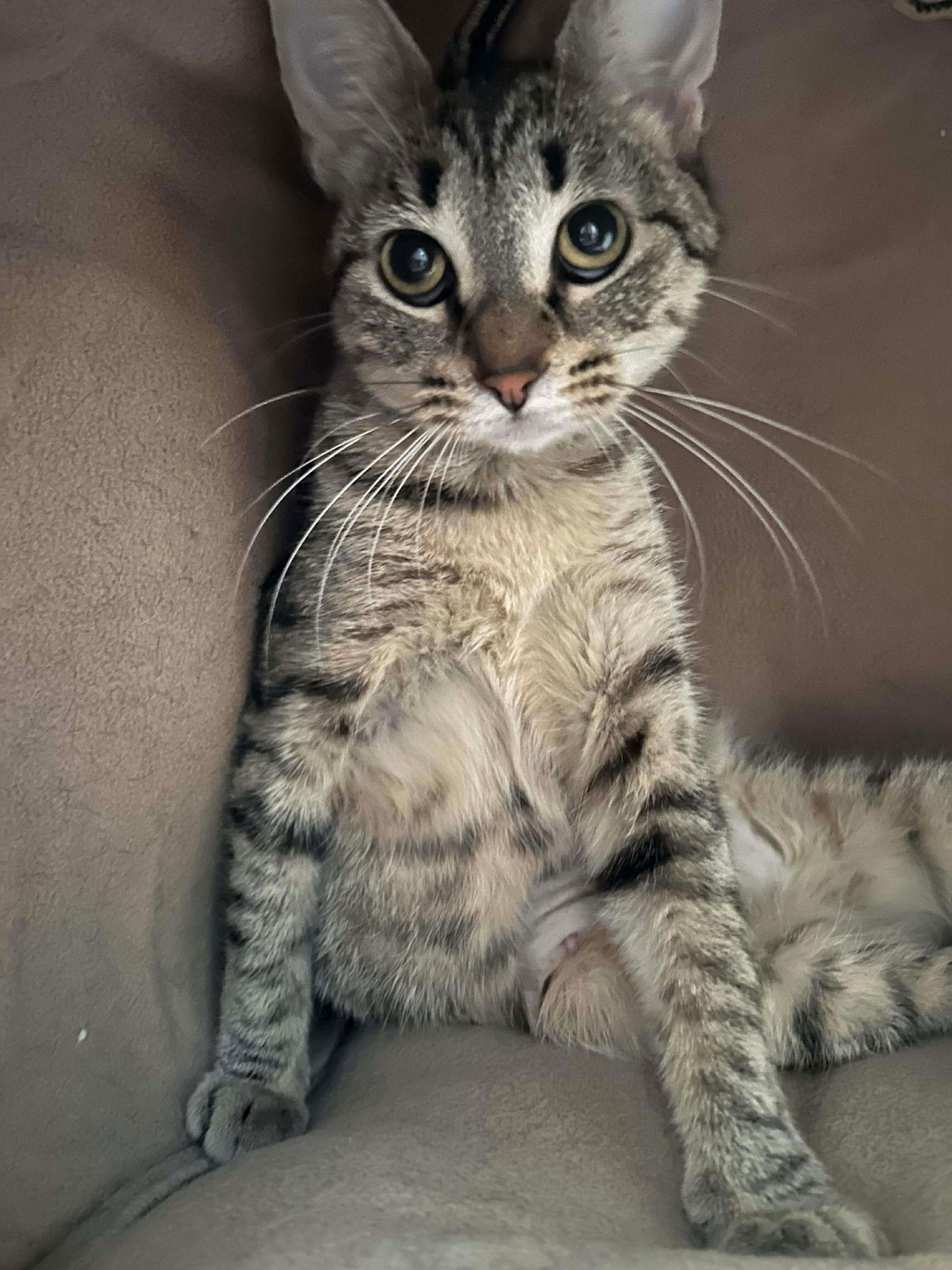 Enlarge Charlanda, a Adoptable Domestic Short Hair in Steeleville, IL image 2/3