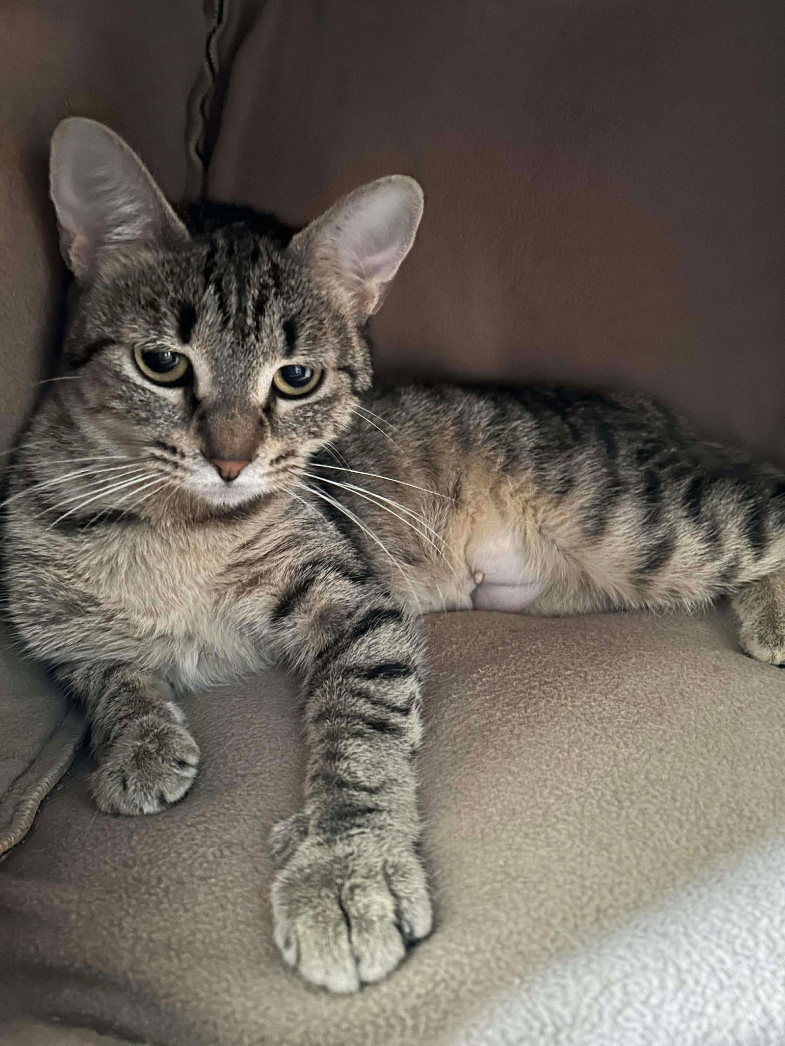 Enlarge Charlanda, a Adoptable Domestic Short Hair in Steeleville, IL image 3/3