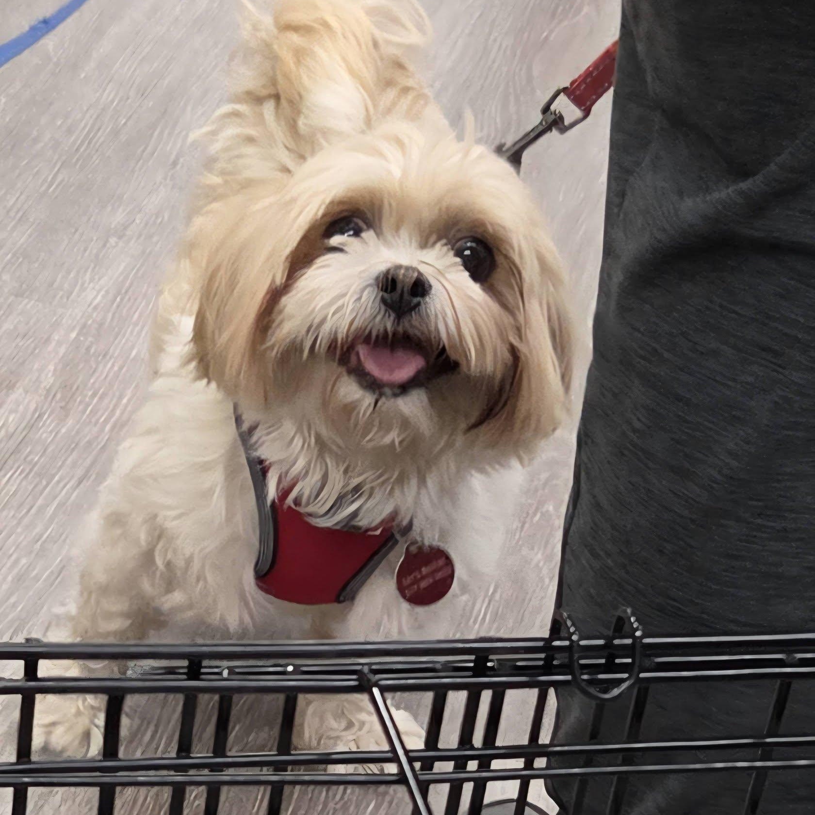 Tess and Tilly - COMING SOON, a Adoptable Shih Tzu in Fowlerville, MI image 1/2
