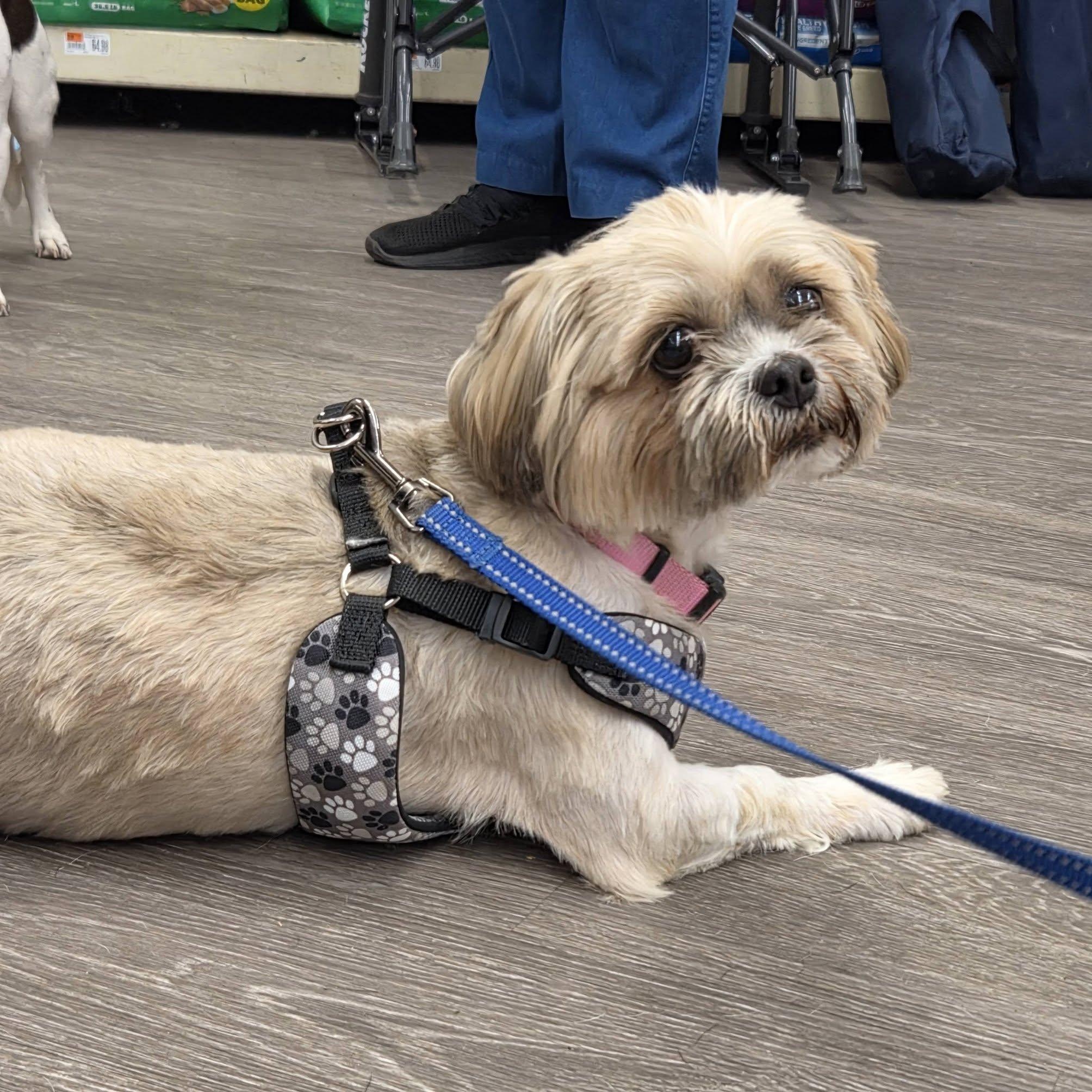 Tess and Tilly - COMING SOON, a Adoptable Shih Tzu in Fowlerville, MI image 2/2