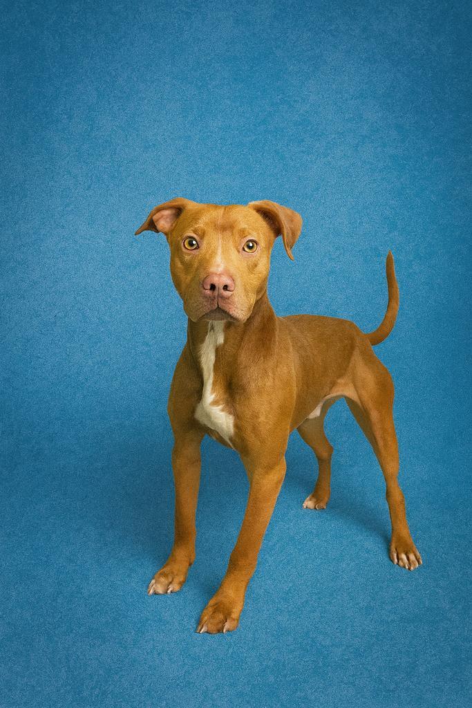 Enlarge BEDROCK, a Adoptable mixed breed in Florence, SC image 3/4