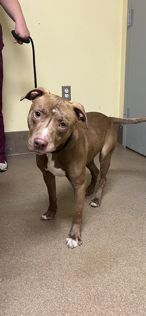 Enlarge BEDROCK, a Adoptable mixed breed in Florence, SC image 4/4