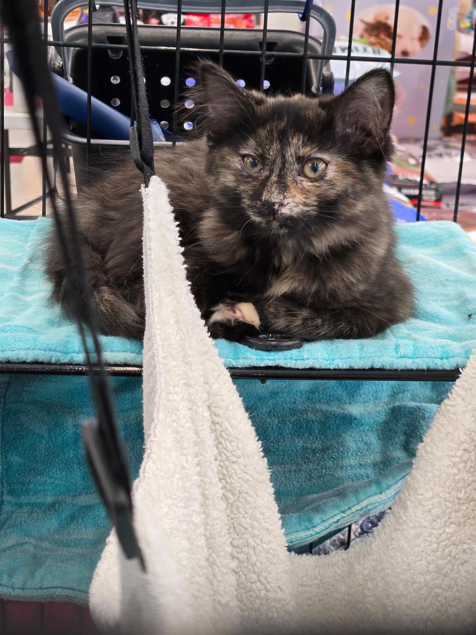 Enlarge Artemesia, an adopted Domestic Medium Hair in Indianapolis, IN image 4/4
