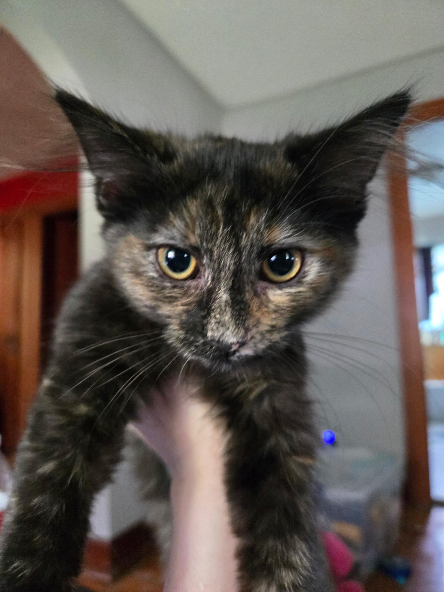 Enlarge Artemesia, an adopted Domestic Medium Hair in Indianapolis, IN image 2/4