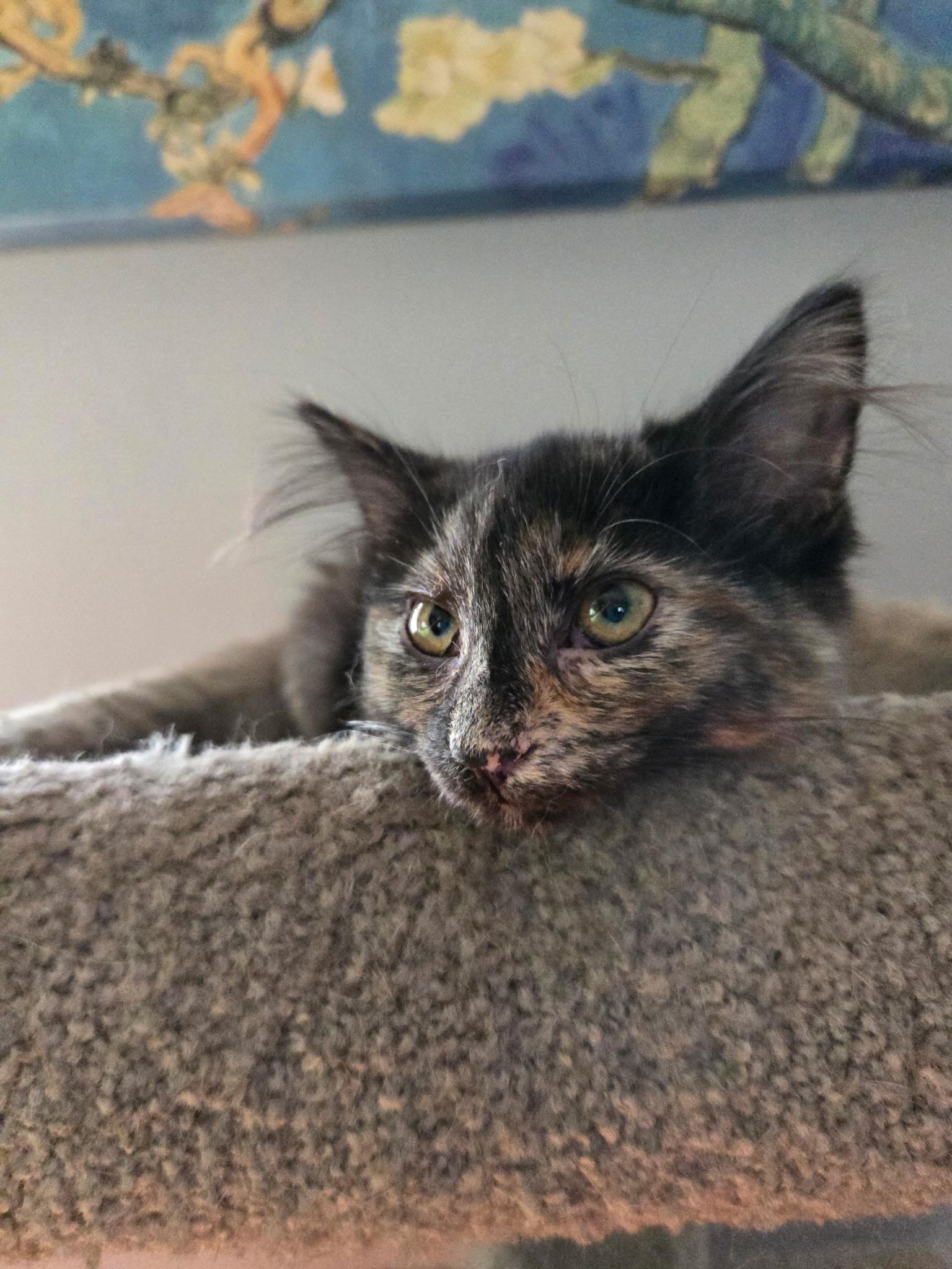 Enlarge Artemesia, an adopted Domestic Medium Hair in Indianapolis, IN image 3/4
