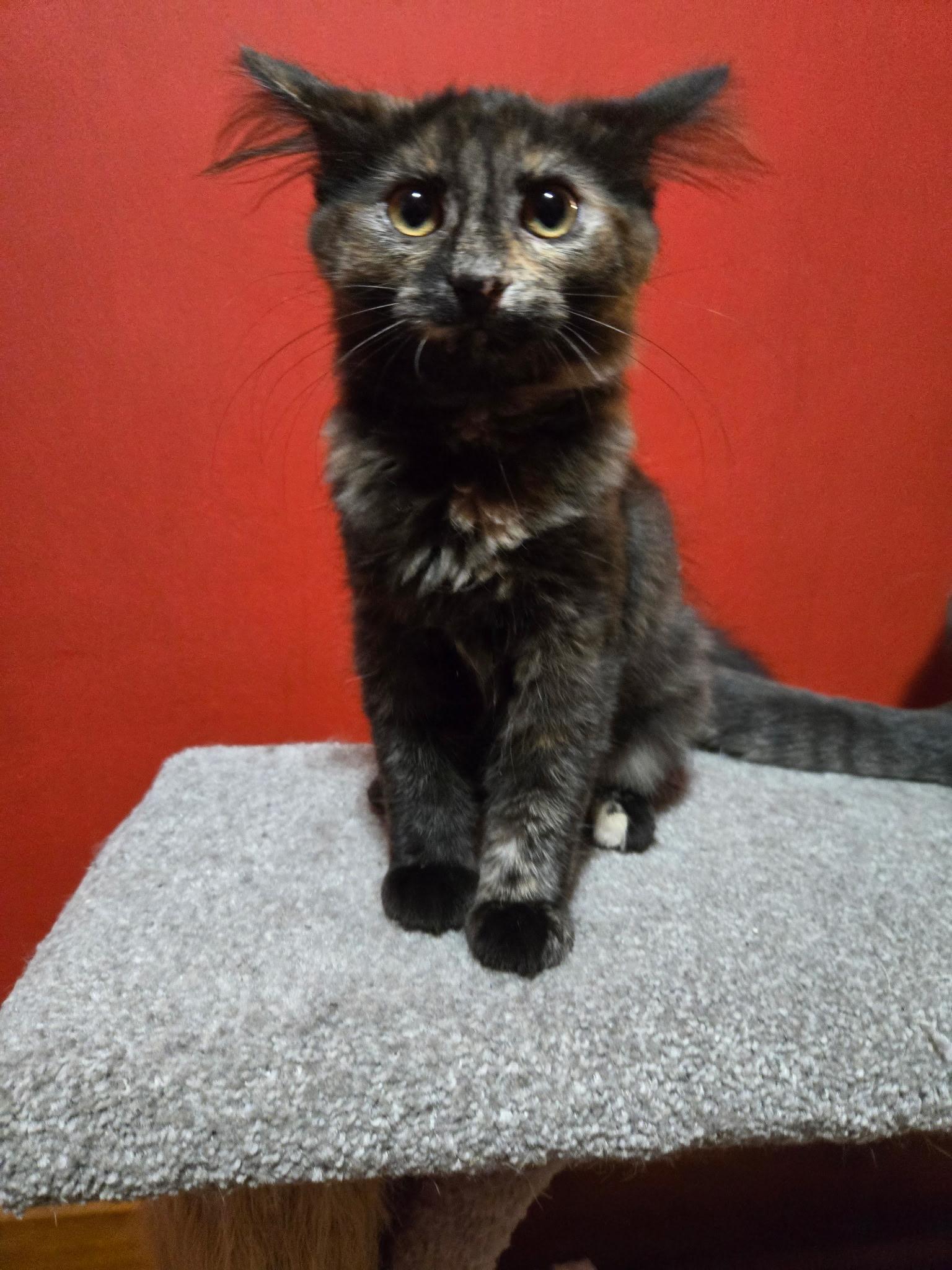 Enlarge Artemesia, an adopted Domestic Medium Hair in Indianapolis, IN image 1/4