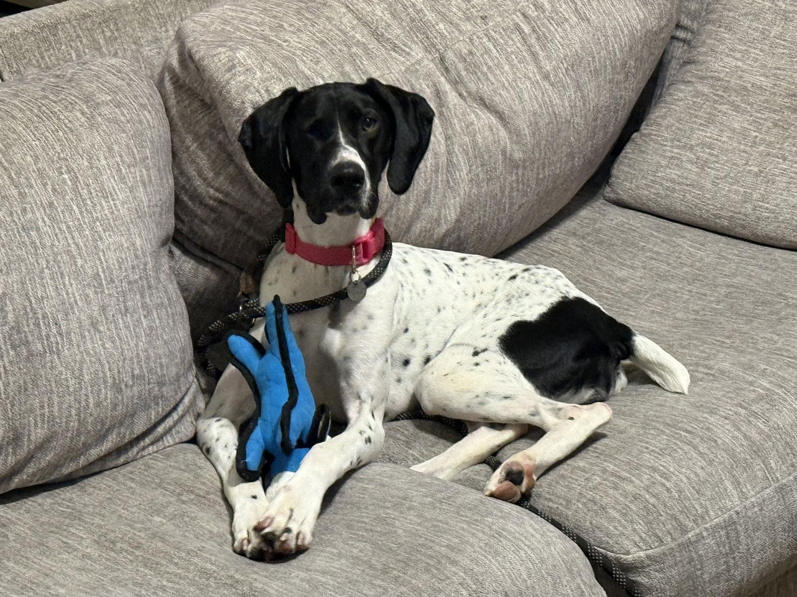 Eris, a Adoptable German Shorthaired Pointer in Omaha, NE image 1/3