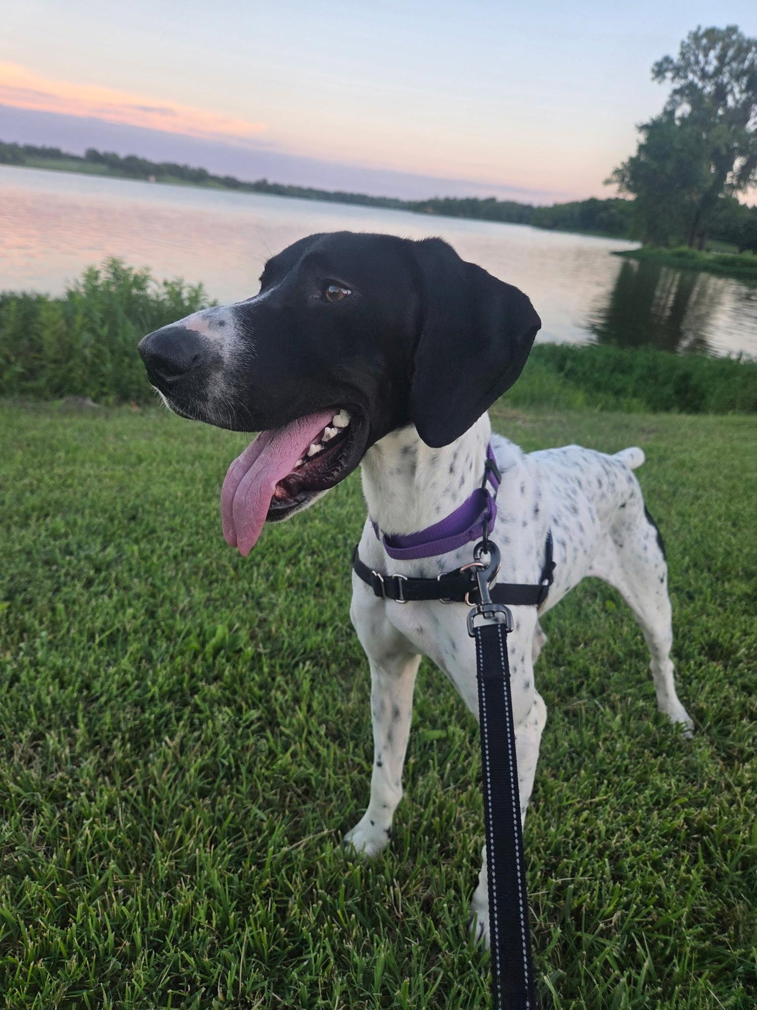 Eris, a Adoptable German Shorthaired Pointer in Omaha, NE image 2/3