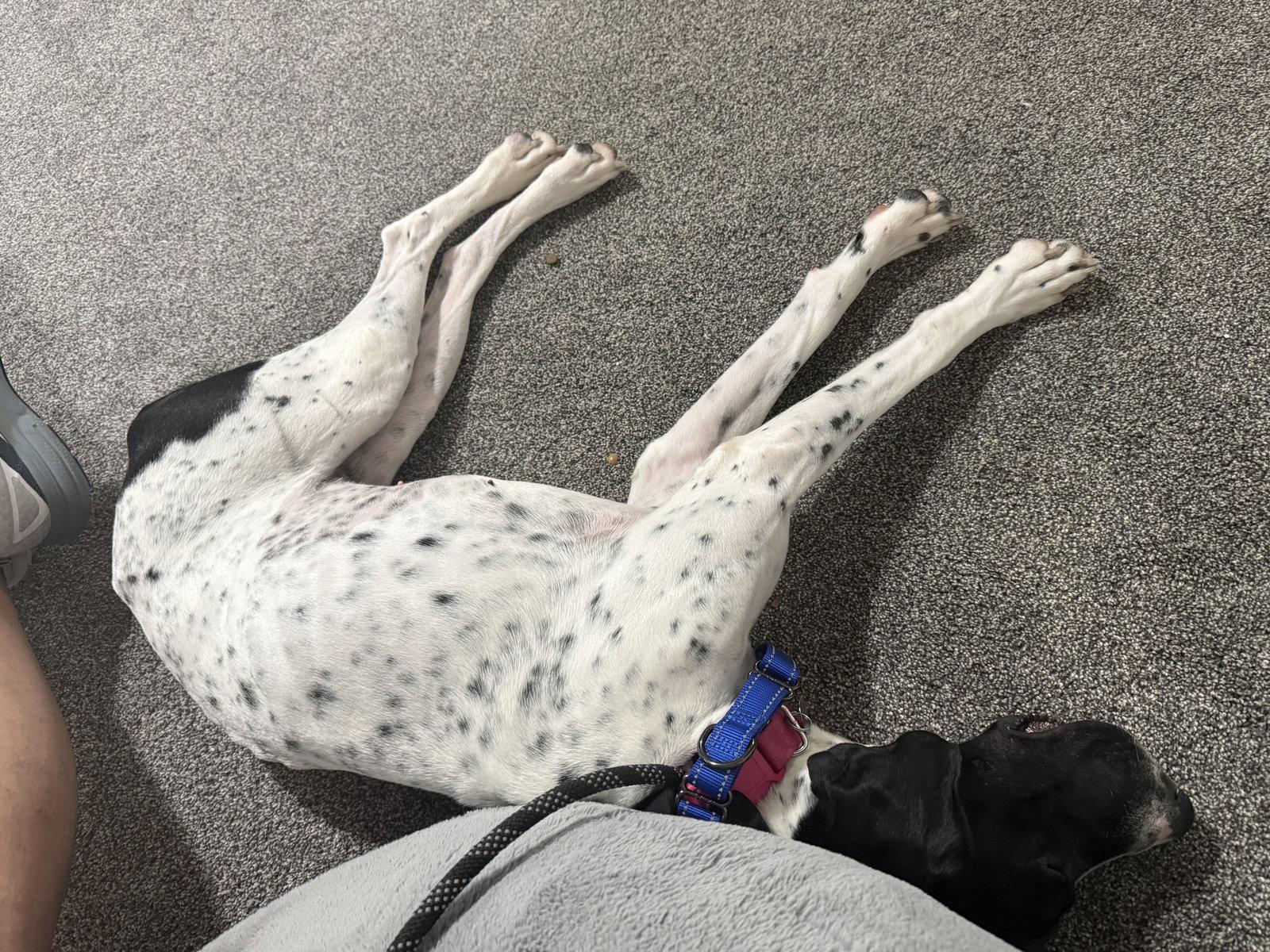 Eris, a Adoptable German Shorthaired Pointer in Omaha, NE image 3/3