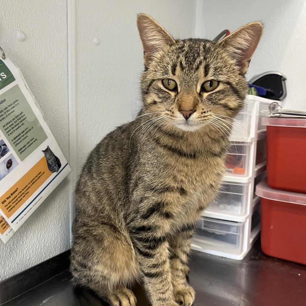 Finch, a Adoptable Domestic Short Hair in Mankato, MN image 2/5