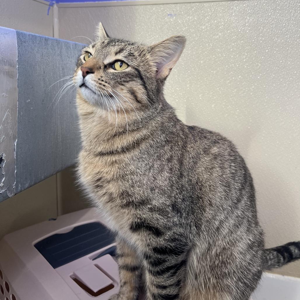 Finch, a Adoptable Domestic Short Hair in Mankato, MN image 4/5