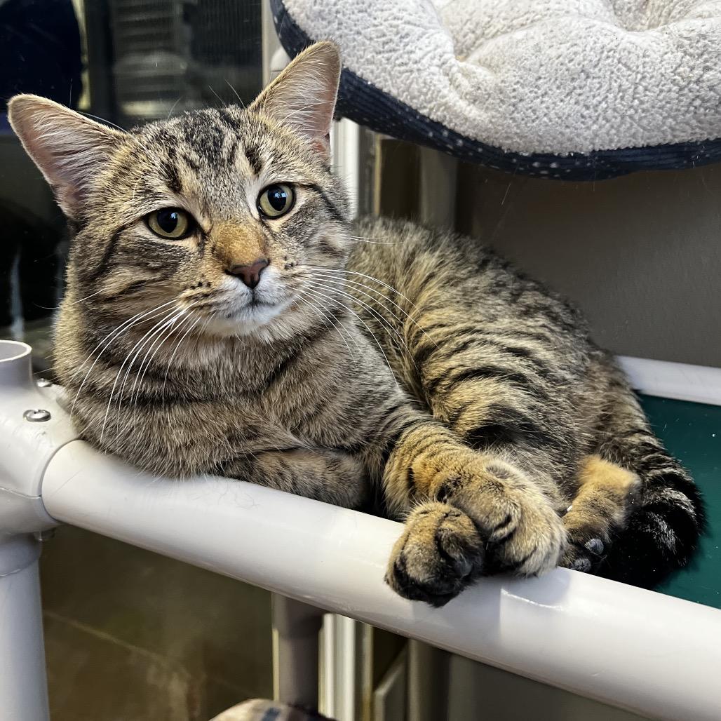 Finch, a Adoptable Domestic Short Hair in Mankato, MN image 5/5