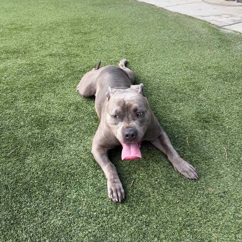 Birdie, adopted, Adult Female Mixed Breed.