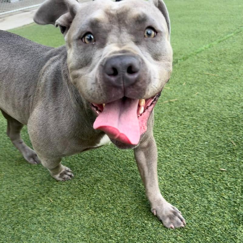 Enlarge Birdie, an adopted Mixed Breed in Truckee, CA image 2/4