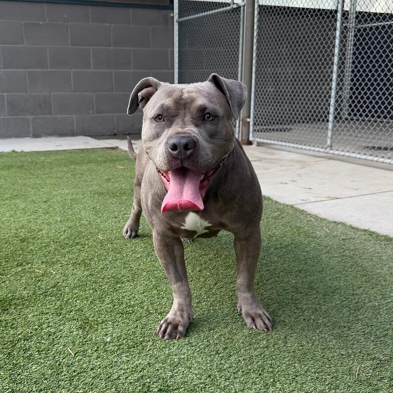 Enlarge Birdie, an adopted Mixed Breed in Truckee, CA image 4/4