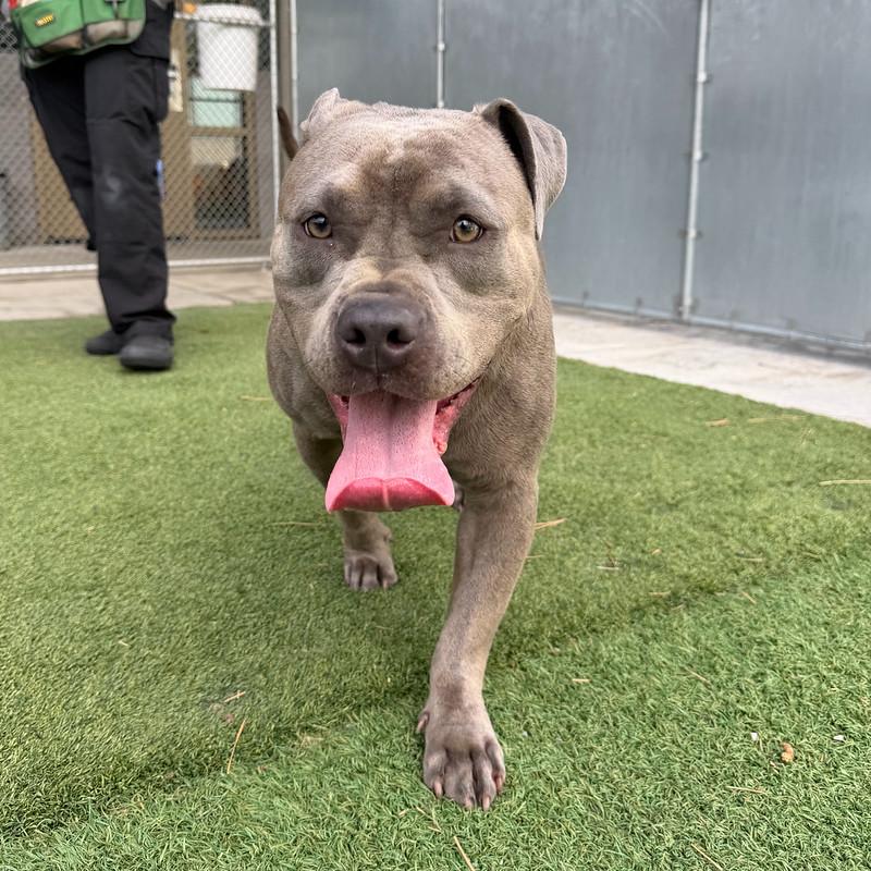 Enlarge Birdie, an adopted Mixed Breed in Truckee, CA image 3/4